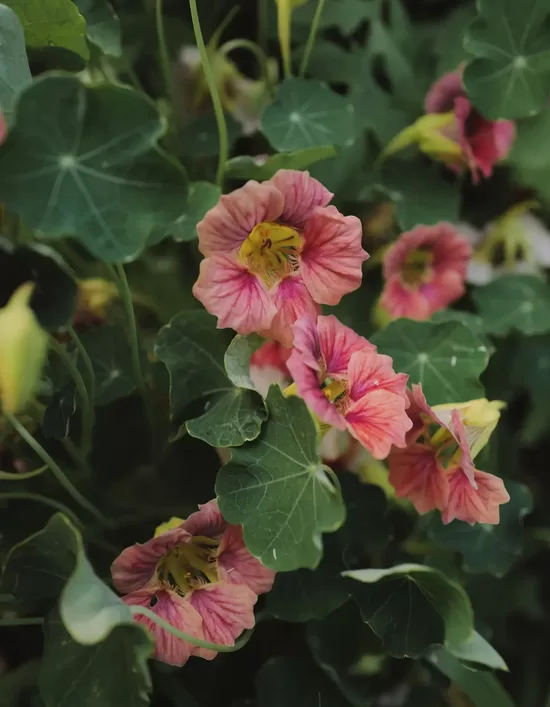 Lielā krese 'Ladybird rose' (Tropaeolum majus), 2g